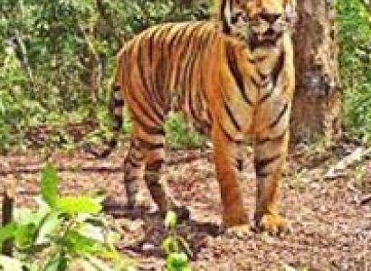 Kaziranga Shillong Guwahati Tour