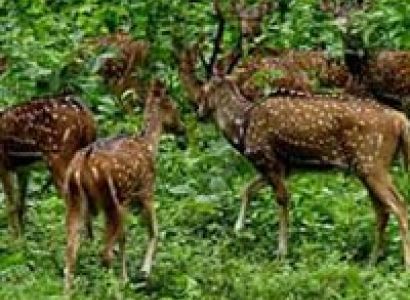 Periyar Tour with Treehouse