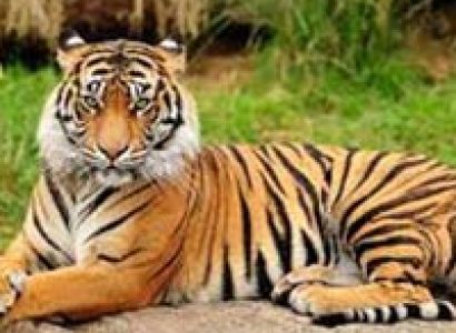 Short Escape to Periyar Tour