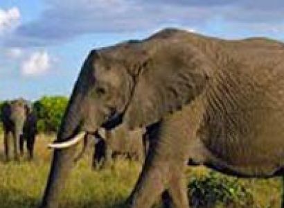 Wildlife Tour of Kenya