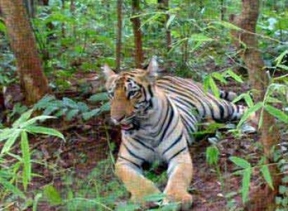 Maharashtra Wildlife Tour