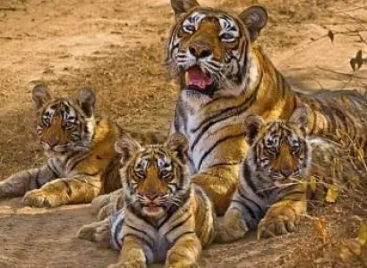 1 Night 2 Days Corbett (Jungle Safari) Tour