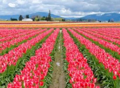 Escape to Kashmir Tour