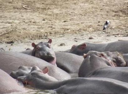 3 Days To Queen Elizabeth National Park - Wildlife Safari Tour