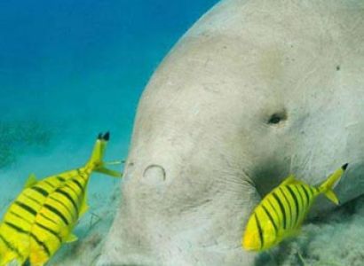 Andaman Package