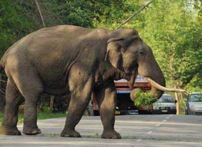 Short Escape to Wayanad Tour