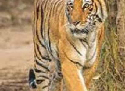 Corbett Nainital Tour