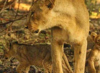 Gujarat Classical Tour