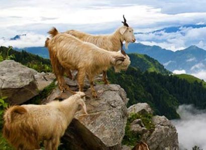 Himachal Honeymoon Package