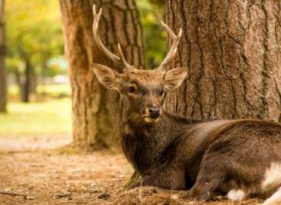 Cherry Blossom Tour of Japan Tour