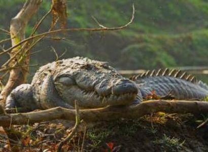 India with Nepal Tour