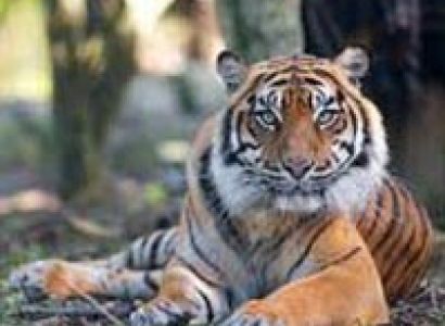 Indian Wildlife Sanctuary Tour