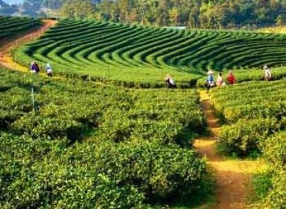 Assam Meghalaya Tour