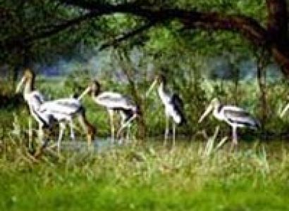 Golden Triangle with Jungle Safari Tour