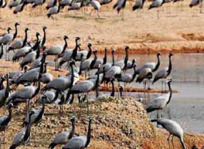 Ranthambore Wildlife Tour