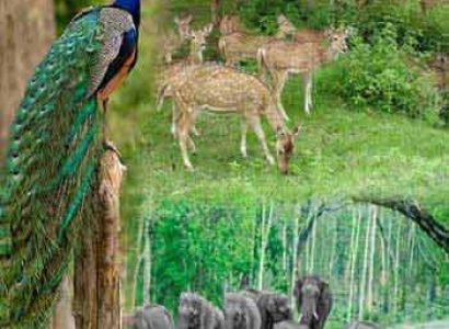 Short Escape to Bandipur National Park Tour