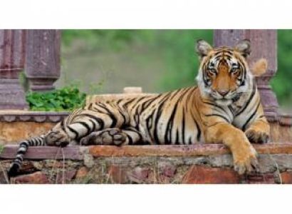 Golden Triangle Tour with Ranthambore