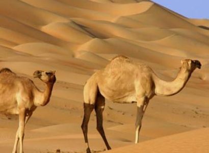 Mountain To Desert Tour