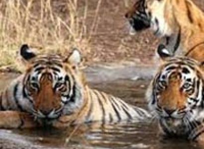 Ranthambore  Package