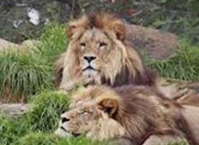 Short Escape to Gir Tour