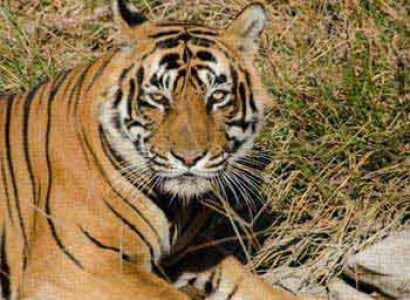 Triangle Tour with Temples and Wild