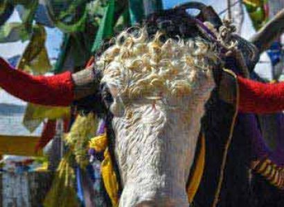 Leh Tracking & Monastery Tour