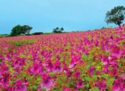 Kaas Plateau Tour