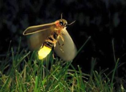 Rajmachi – Fireflies Tour