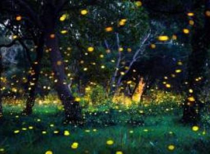 Kothaligad Trek – Fireflies Tour