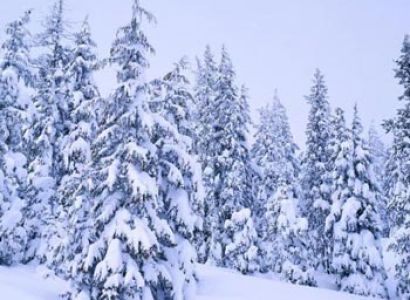 Shayas' Inevitable Kashmir Winter Package