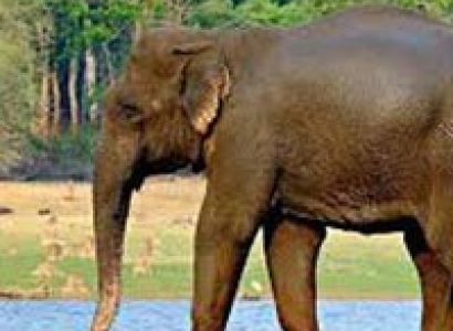 Manas National Park 2N/3D Package