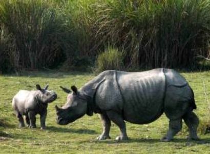 Guwahati, Shillong, Cherrapunjeee, Mawlynnong, Dawki, Kaziranga, Bomdila, Tawang, Bumla Pass Tour