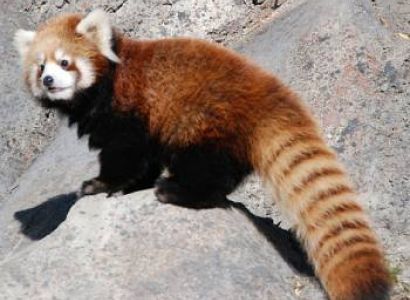 Manas 2N, Kaziranga 2N, Nameri 2N, Pobitora 1N Tour