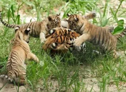 Guwahati Kaziranga Tour