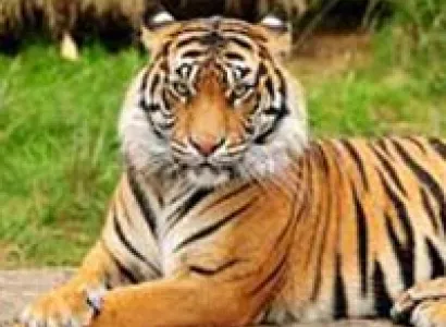 Chittor with Ranthambore Tour