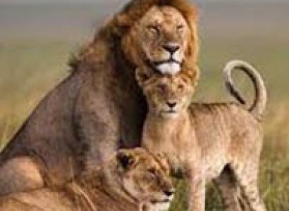 Wildlife Tour of Kenya