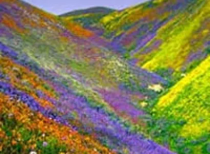 Kedarnath Badrinath Yatra With Valley Of Flowers Tour