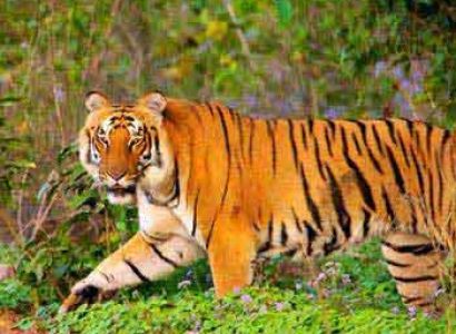 Jim Corbett overnight Tour Package