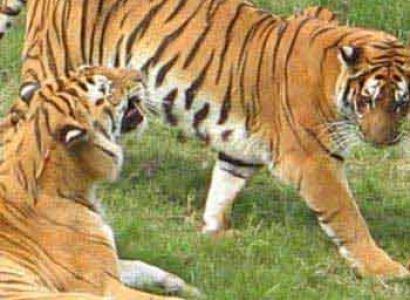 Lakes Cum Beast Tour Package