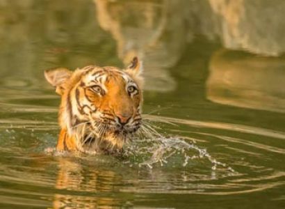 Tiger affection Corbett Tour Package