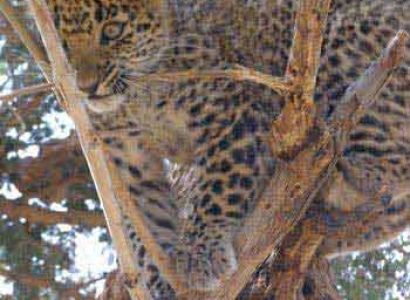 Corbett Tour with Tigers Package