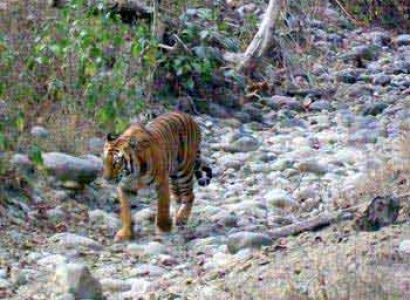 Corbett Weekend Tour Package