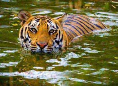 Corbett Weekend Trip Package