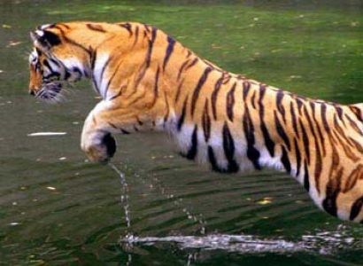 Corbett Wild Cat Tour Package