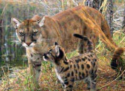 Unique Jim Corbett Tour Package