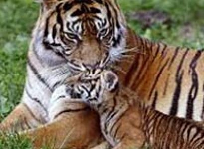 Rajaji National Park Package