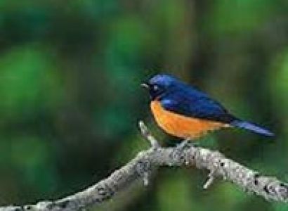 Bird Watching Package