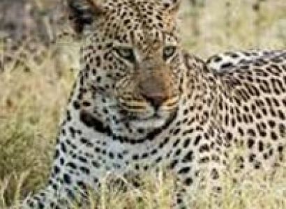 Brocher For Ranipur Zone Safari (Leopard Safari)  Tour