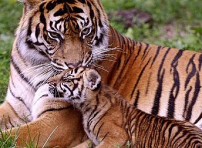 For Koluchaur  (Corbett National Park Safari) Tour