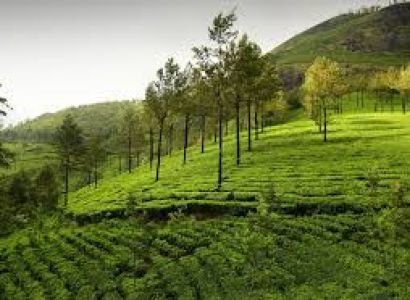 Cochin – Munnar – Thekkady – Alleppey Tour